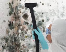 Reliable Spring Valley, IL Mold Removal Services Solutions